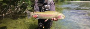 Lee más sobre el artículo De pesca por el río Sava; tímalos y grandes truchas arco-iris