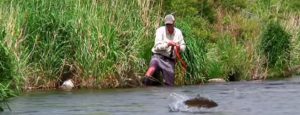 Lee más sobre el artículo Pescado en la Red: Sky High Salmonfly by Todd Moen – Deschutes River Fly Fishing