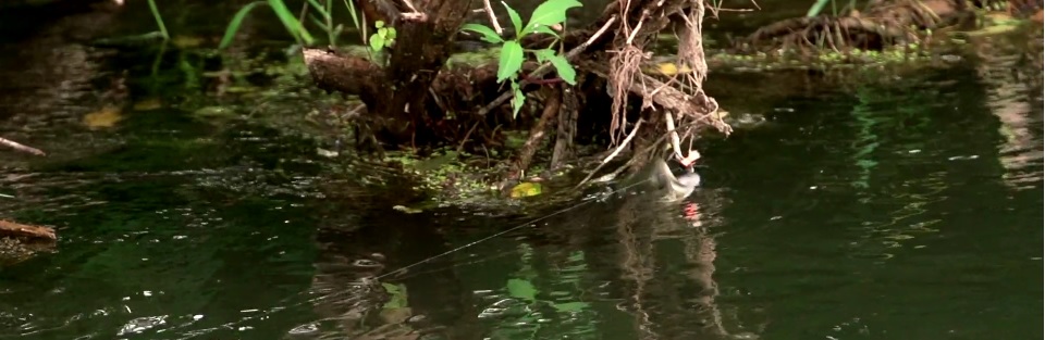 En este momento estás viendo Pescado en la Red: Hungry trout