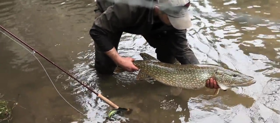 En este momento estás viendo Pescado en la Red: The Shadow of the town bridge