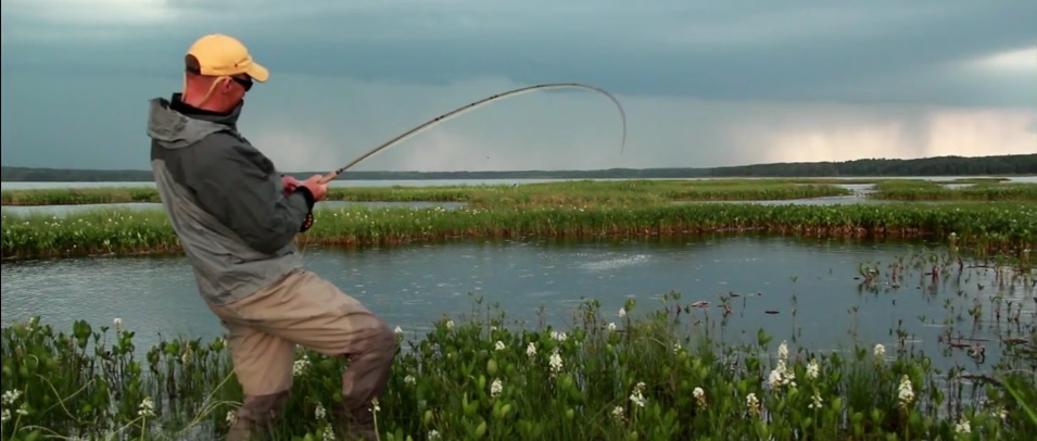 En este momento estás viendo Pescado en la Red:Lightning