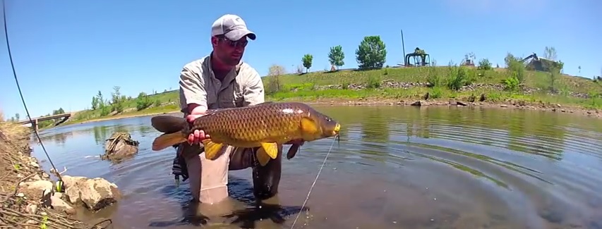 En este momento estás viendo Pescado en la Red: Carp Fly Fishing – South Platte River Denver