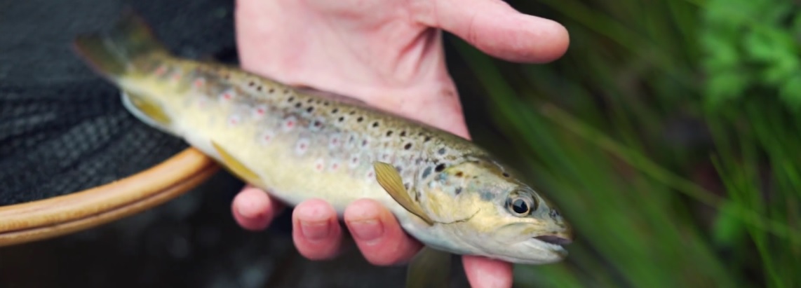 En este momento estás viendo Programa repoblación intensivos pesca Cataluña 2018 (Abril)