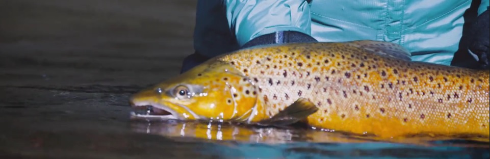 En este momento estás viendo Pescado en la Red: Fly-Fishing in the Snowy Mountains