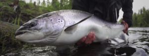 Lee más sobre el artículo Pescado en la Red: To catch a Baltic Salmon