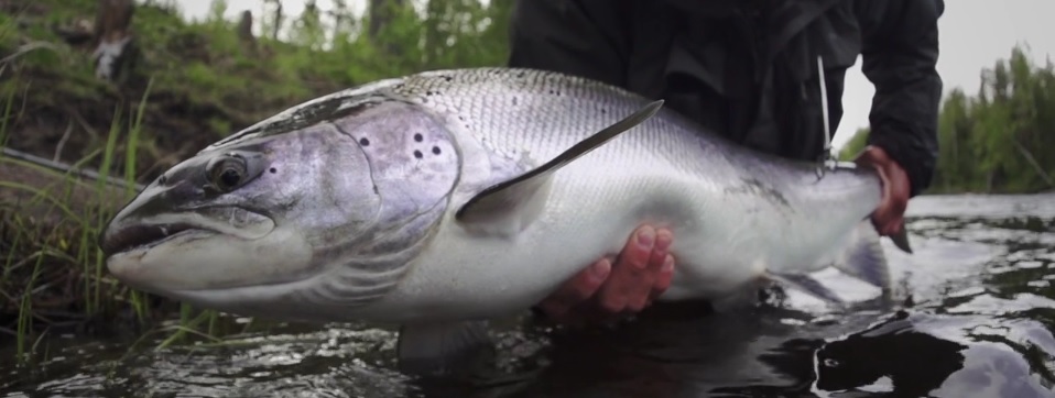 En este momento estás viendo Pescado en la Red: To catch a Baltic Salmon