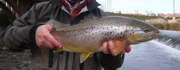 En este momento estás viendo Salidas guiadas de pesca a mosca; Daniel Guerrero