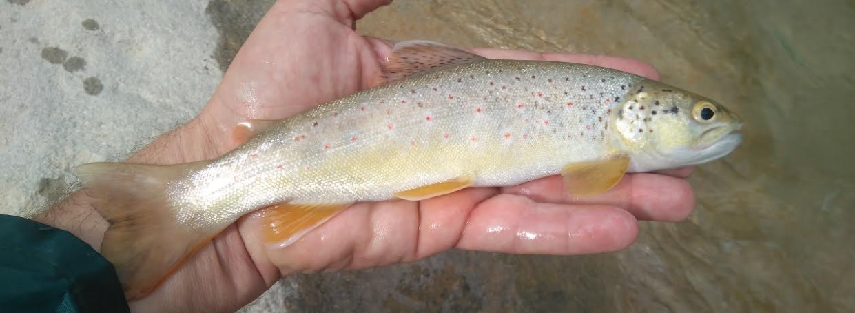 En este momento estás viendo Truchas mediterráneas a Tenkara