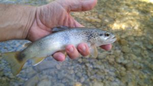 Lee más sobre el artículo Pequeños ríos, pequeñas joyas; sacando partido a la Tenkara