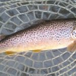 Pescando el coto intensivo de Alfarràs con la caña de bambú