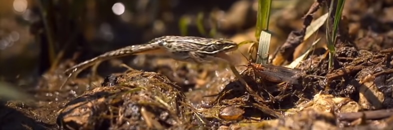 En este momento estás viendo Pescado en la Red: The 24-Hour Life of the Mayfly