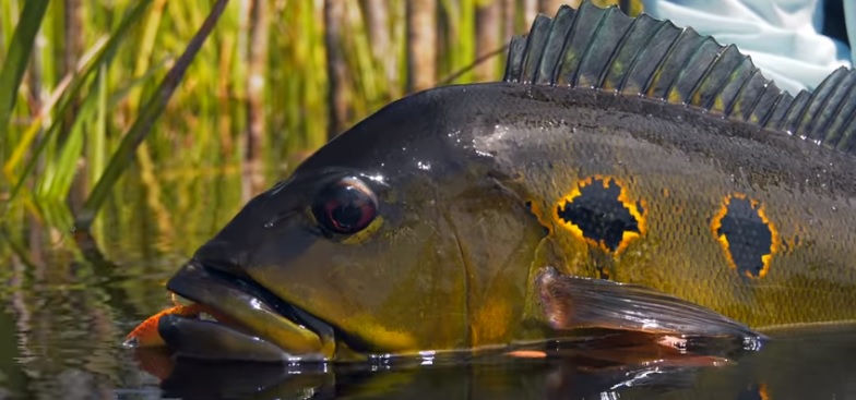 En este momento estás viendo Vídeo: Amazon Peacock Bass – Jungle Fly Fishing by Todd Moen